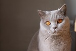 animal, cat, close up, cat's eyes, whiskers, face, cat face, feline, pet, gray cat, domestic, nature, domestic cat, portrait, cat portrait